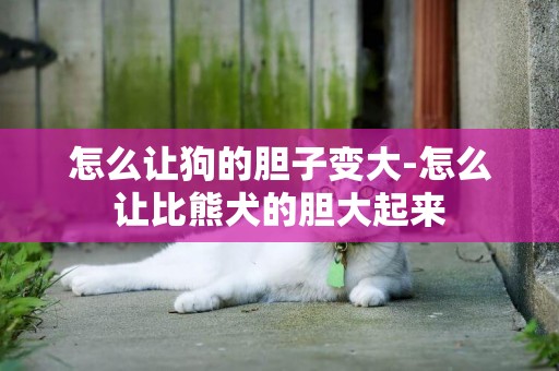 怎么讓狗的膽子變大-怎么讓比熊犬的膽大起來