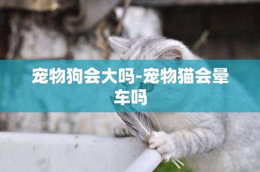 寵物狗會大嗎-寵物貓會暈車嗎
