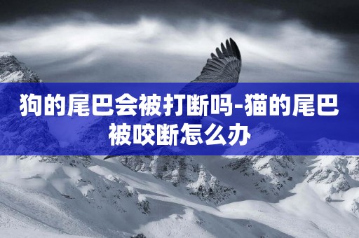 狗的尾巴會被打斷嗎-貓的尾巴被咬斷怎么辦