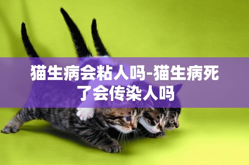 貓生病會粘人嗎-貓生病死了會傳染人嗎