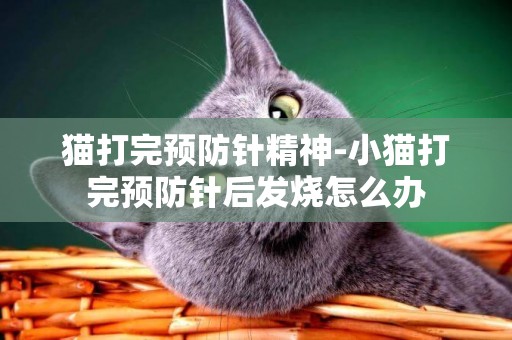 貓打完預防針精神-小貓打完預防針后發燒怎么辦
