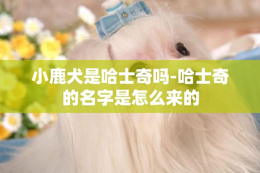 小鹿犬是哈士奇嗎-哈士奇的名字是怎么來的
