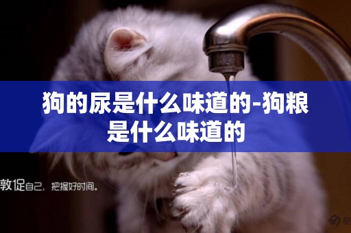 狗的尿是什么味道的-狗糧是什么味道的