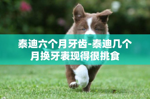 泰迪六個月牙齒-泰迪幾個月換牙表現得很挑食