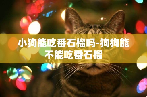 小狗能吃番石榴嗎-狗狗能不能吃番石榴
