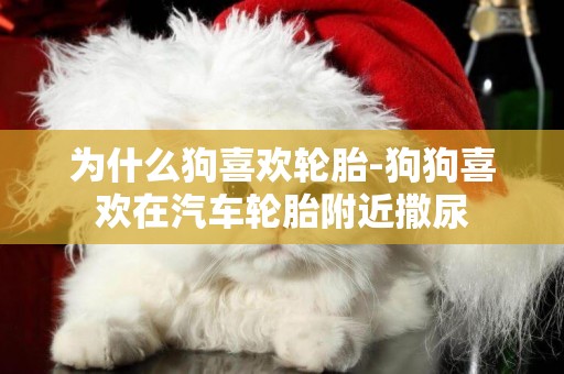 為什么狗喜歡輪胎-狗狗喜歡在汽車輪胎附近撒尿