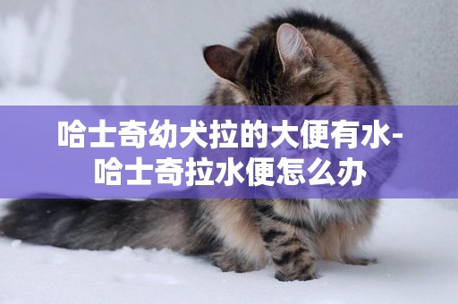 哈士奇幼犬拉的大便有水-哈士奇拉水便怎么辦