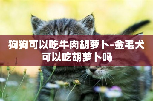 狗狗可以吃牛肉胡蘿卜-金毛犬可以吃胡蘿卜嗎