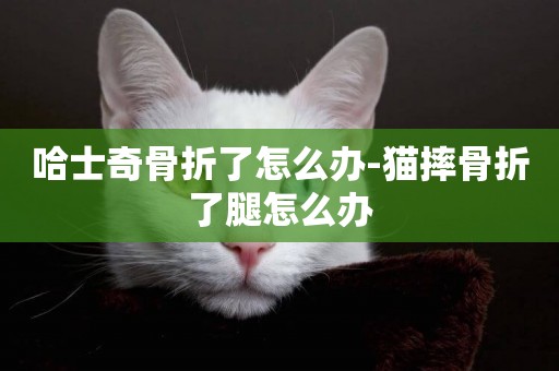 哈士奇骨折了怎么辦-貓摔骨折了腿怎么辦