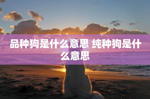 品種狗是什么意思 純種狗是什么意思