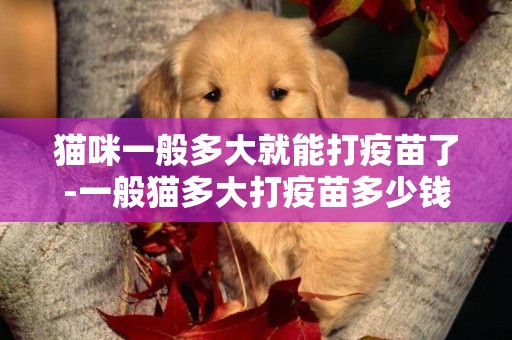 貓咪一般多大就能打疫苗了-一般貓多大打疫苗多少錢
