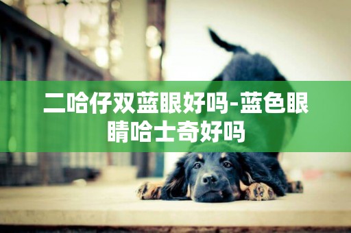 二哈仔雙藍眼好嗎-藍色眼睛哈士奇好嗎