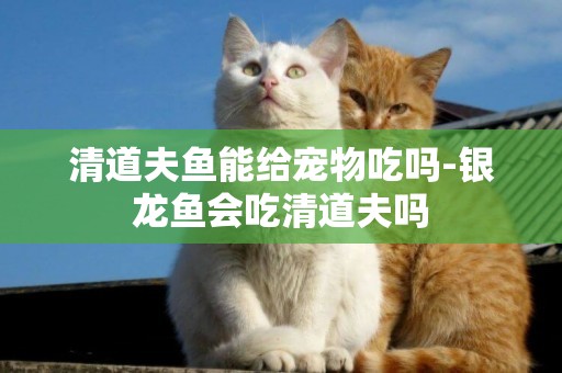 清道夫魚能給寵物吃嗎-銀龍魚會吃清道夫嗎