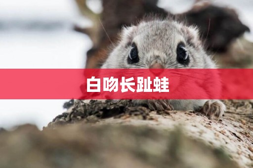 白吻長趾蛙