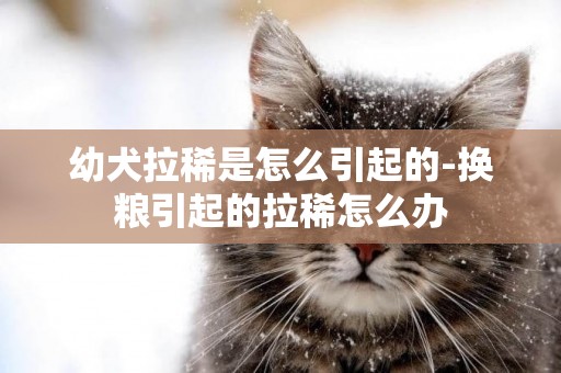 幼犬拉稀是怎么引起的-換糧引起的拉稀怎么辦