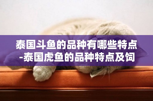 泰國斗魚的品種有哪些特點-泰國虎魚的品種特點及飼養