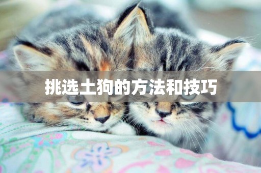 挑選土狗的方法和技巧