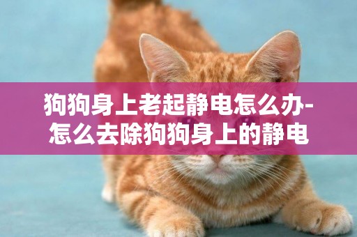 狗狗身上老起靜電怎么辦-怎么去除狗狗身上的靜電