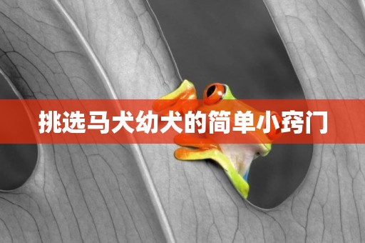 挑選馬犬幼犬的簡單小竅門