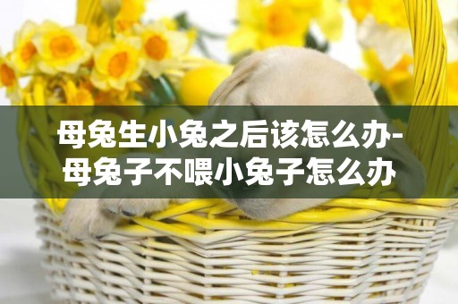 母兔生小兔之后該怎么辦-母兔子不喂小兔子怎么辦