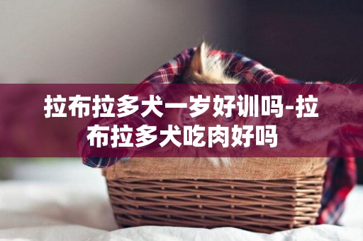 拉布拉多犬一歲好訓嗎-拉布拉多犬吃肉好嗎