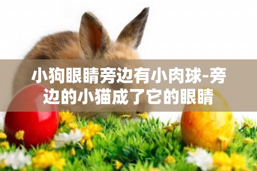小狗眼睛旁邊有小肉球-旁邊的小貓成了它的眼睛