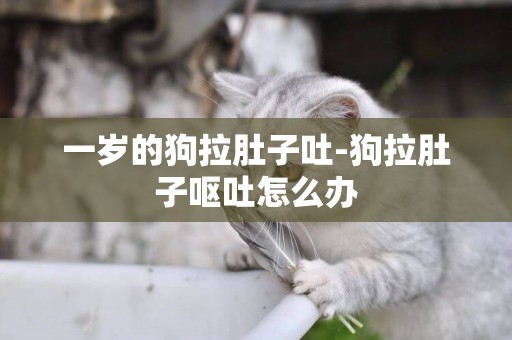 一歲的狗拉肚子吐-狗拉肚子嘔吐怎么辦