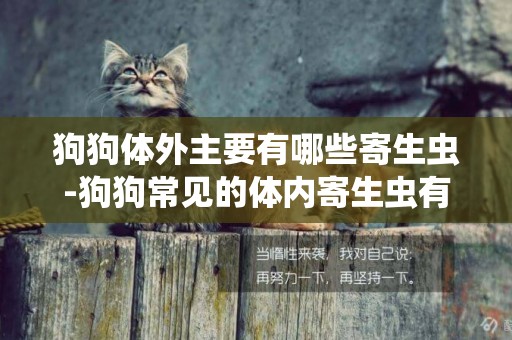 狗狗體外主要有哪些寄生蟲-狗狗常見的體內寄生蟲有哪些