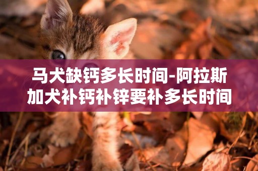 馬犬缺鈣多長時間-阿拉斯加犬補鈣補鋅要補多長時間