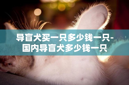 導盲犬買一只多少錢一只-國內導盲犬多少錢一只