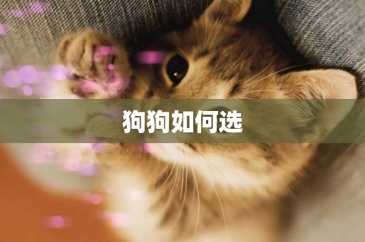 狗狗如何選