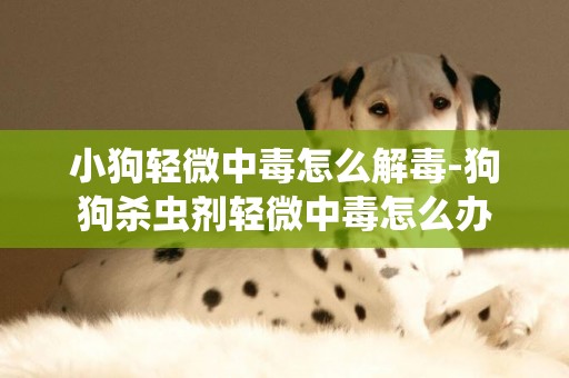 小狗輕微中毒怎么解毒-狗狗殺蟲劑輕微中毒怎么辦