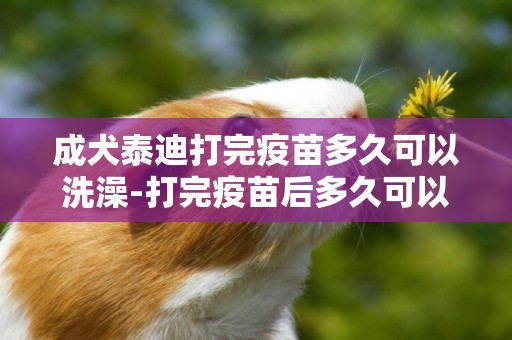 成犬泰迪打完疫苗多久可以洗澡-打完疫苗后多久可以洗澡