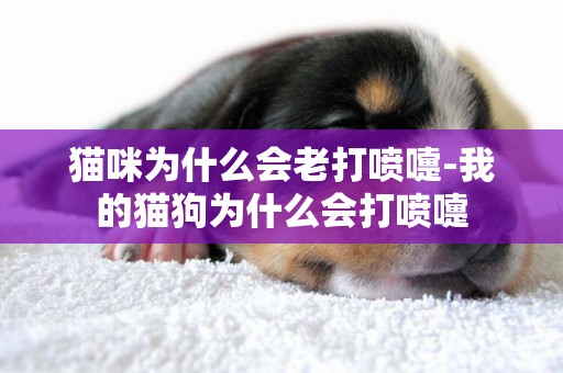 貓咪為什么會老打噴嚏-我的貓狗為什么會打噴嚏