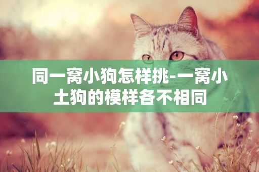 同一窩小狗怎樣挑-一窩小土狗的模樣各不相同