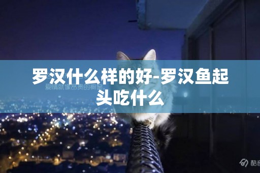 羅漢什么樣的好-羅漢魚起頭吃什么