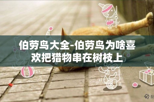 伯勞鳥大全-伯勞鳥為啥喜歡把獵物串在樹枝上