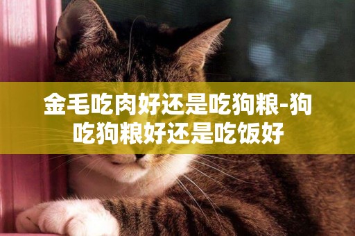 金毛吃肉好還是吃狗糧-狗吃狗糧好還是吃飯好