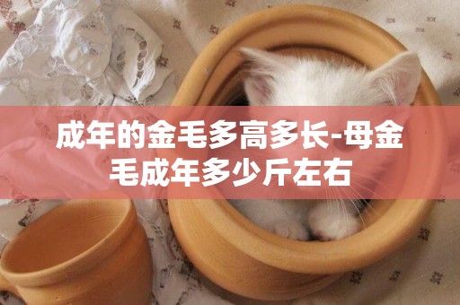 成年的金毛多高多長-母金毛成年多少斤左右
