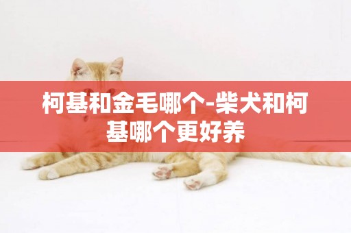 柯基和金毛哪個-柴犬和柯基哪個更好養