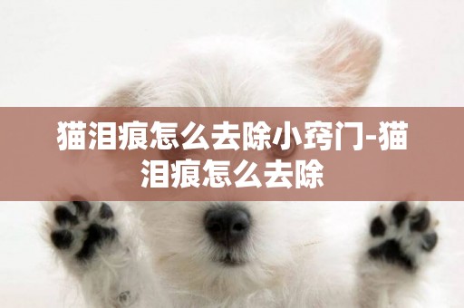 貓淚痕怎么去除小竅門-貓淚痕怎么去除