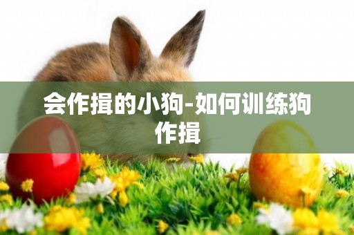 會作揖的小狗-如何訓練狗作揖