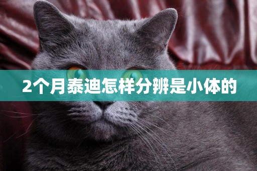 2個月泰迪怎樣分辨是小體的