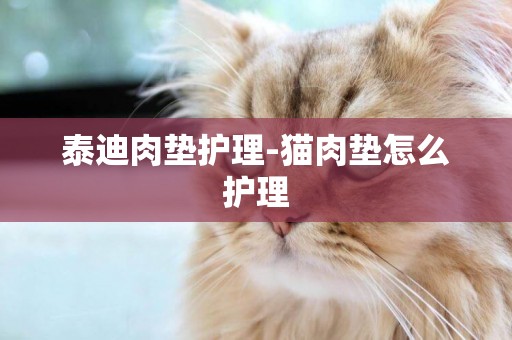 泰迪肉墊護理-貓肉墊怎么護理