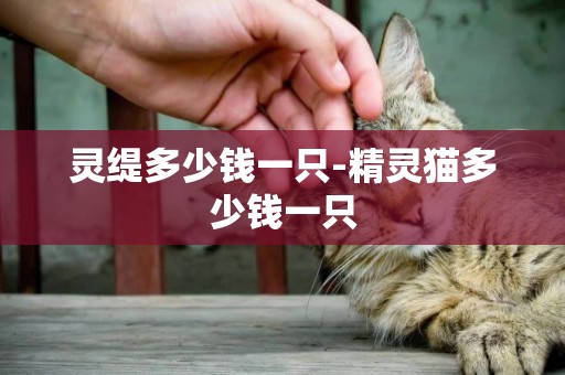 靈緹多少錢一只-精靈貓多少錢一只