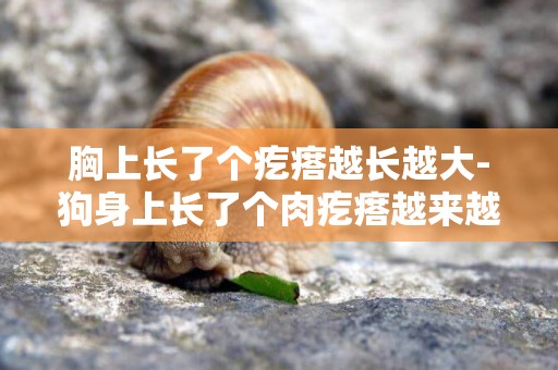 胸上長了個疙瘩越長越大-狗身上長了個肉疙瘩越來越大怎么回事