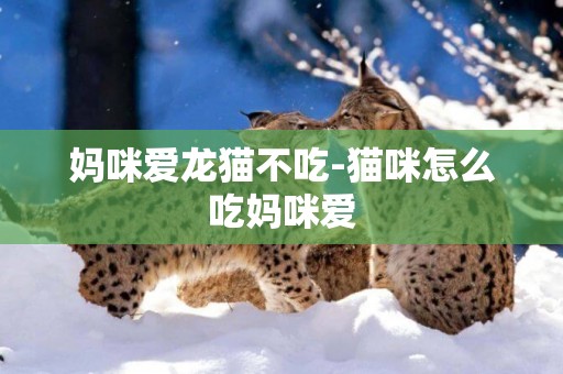 媽咪愛龍貓不吃-貓咪怎么吃媽咪愛