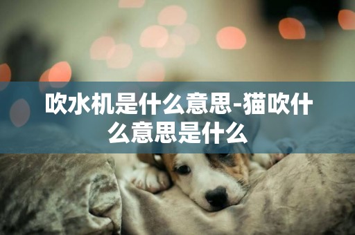 吹水機是什么意思-貓吹什么意思是什么