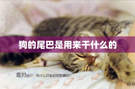 狗的尾巴是用來干什么的