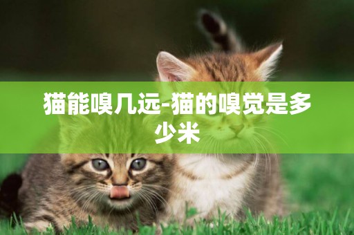 貓能嗅幾遠-貓的嗅覺是多少米
